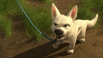 Volt Star Malgré Lui picture