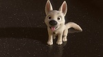 Volt Star Malgré Lui picture