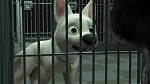 Image Volt Star Malgré Lui