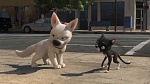 Image Volt Star Malgré Lui