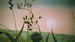 Watership Down picture