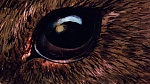 Watership Down picture