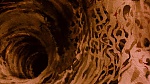 Watership Down picture