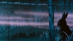 Watership Down picture