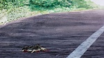 Watership Down picture