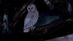 Watership Down picture