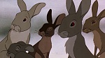 Watership Down picture