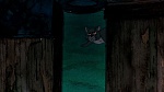 Watership Down picture