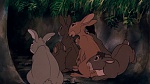Watership Down picture