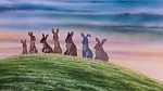 Watership Down picture