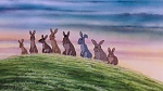 Watership Down picture