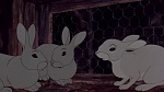 Watership Down picture