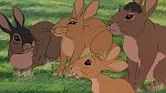 Watership Down picture