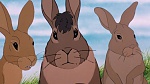 Watership Down picture