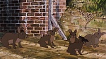 Watership Down picture