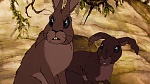 Watership Down picture
