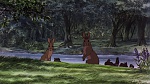 Watership Down picture