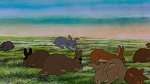 Watership Down picture