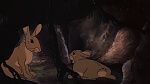 Watership Down picture