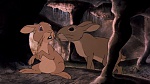 Watership Down picture