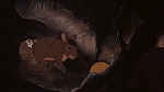 Watership Down picture