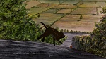 Watership Down picture