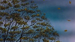 Watership Down picture