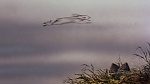 Watership Down picture