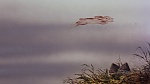Watership Down picture