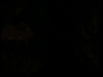 Watership down (TV) picture
