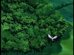 Watership down (TV) picture
