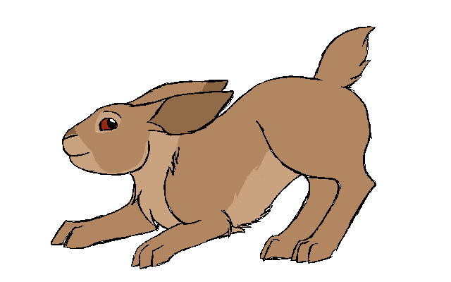 Bluebell Design