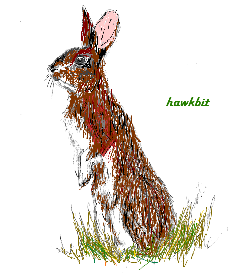 first drawing of hawkbit