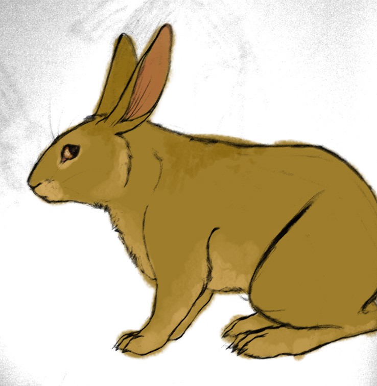 Silverweed design concept
