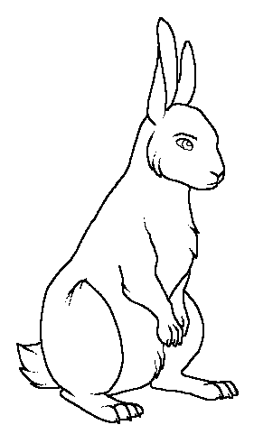 Show-ish rabbit