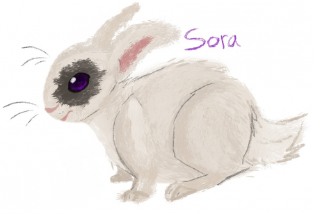Detail Sora