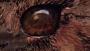 A rabbit`s eye