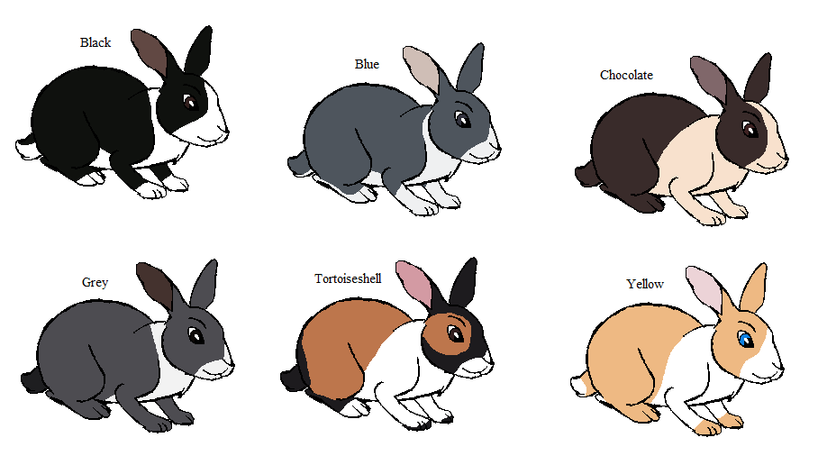 Dutch Rabbit Adoptables