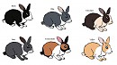 Dutch Rabbit Adoptables