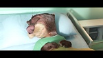 Zootopia picture