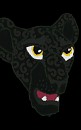 panthère noire