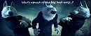 Who's afraid of the big bad wolf...? 